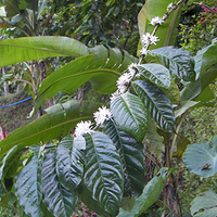 Photo de Bali - Autour de Munduk